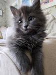 maincoon/skogis