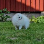 Pomeranian 