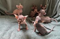 Sphynx med stamtavla 