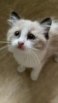Ragdoll/Birma