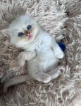 ragdoll 
