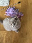 British Shorthair kattungar – 10.000 kr 