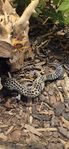 Leopardgecko med terrarie