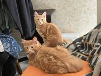 Maine Coon 75% 14 mån vacc och chipp