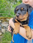 Underbar rottweiler tik 