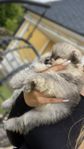 Pomeranian Tik, SKK stamtavla