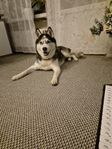 Siberian Husky