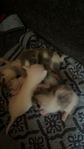 Kattungar 