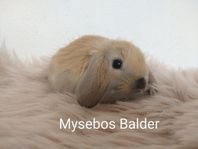 Dvärgvädur