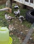 Fler Skånsk blomme Kycklingar till salu