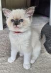 Ragdoll kattungar med stamtavla