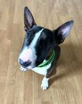 Miniatyrbullterrier