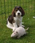 Petit basset griffon vendeén