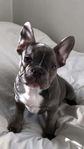 Fransk Bulldog 