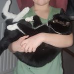 Katter