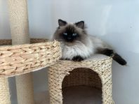 Ragdoll hankatt parning avel