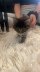 kattungar 