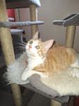 kattungar