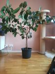 Stor fönsterfikus/Ficus Elastica