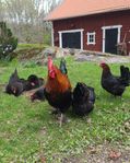Unghöns och vuxna Svart Kopparmaran