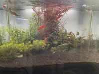 akvariefisk, 