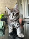 Maine Coon / skogkatts blandning 