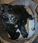 Engelsk Cocker Spaniel tik