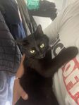 Världens snällaste katt söker nytt hem med utevistelse 