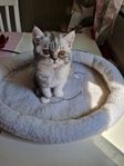 Chinchilla perser Brittisk korthår
