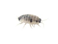 Porcellio laevis(Dairy cows)