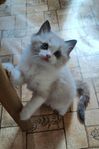 Ragdoll kattungar registrerad stamtavla renrasiga