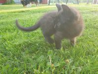kattjej 