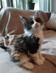 Maine coon - hona .