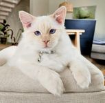 Charmig Ragdoll hane, 10 månader