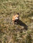 Amstaff tik blandras
