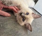 Ragdoll hona - 4 månader gammal kattunge 