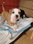 valp amstaff/engelsk stafforshire terrier 