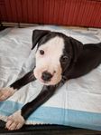 valp amstaff/Engelsk staffe