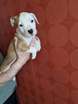 valp amstaff/engelsk stafforshire 