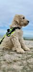 Multigenerations Labradoodle
