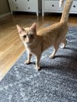 hankatt 