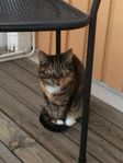 Katten Lea 