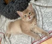 Somali kattunge med stamtavla 