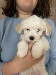 Bichon Maltes