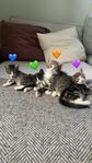Trygga och nyfikna kattungar