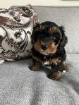 Yorkiepoo tjejer 