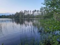 viltrik jaktmark på 616ha finns ledig för arrende!