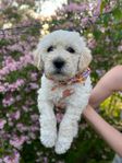 EN LABRADOODLE VALP KVAR!