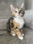 Kattunge Hona