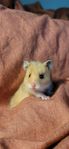 Guldhamster ungar